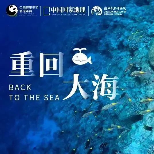 我猜你一定没看过海底的直播