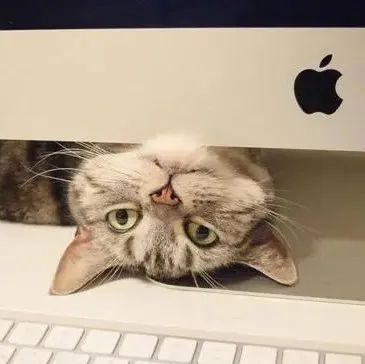 做设计没灵感？那你需要一只猫！