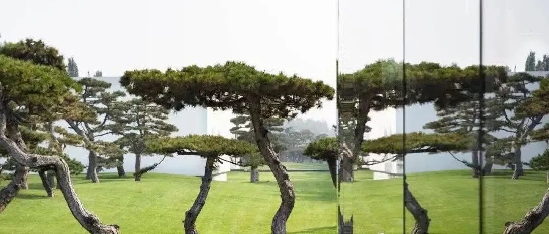 2022，热爱如山海，青松常相伴。