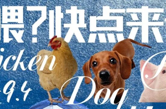 YES ART展览 | 是鸡仔？是狗仔？还是猪仔？