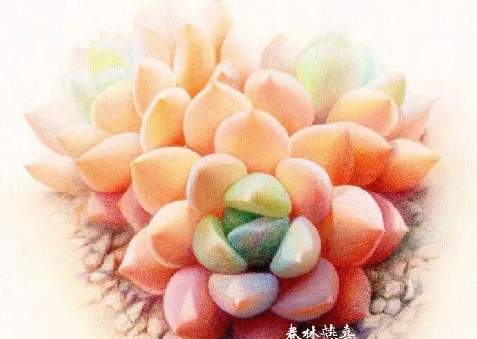 一组彩铅多肉作者：春林燕喜绘画作品欣赏