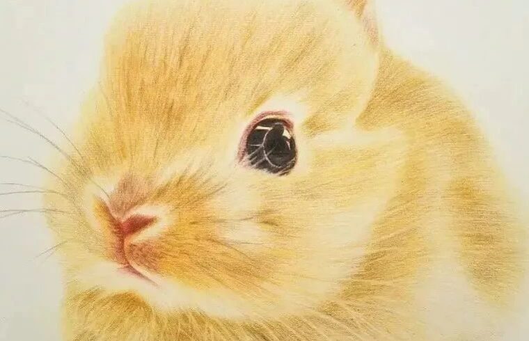 一组彩铅画的小兔子，萌化了！