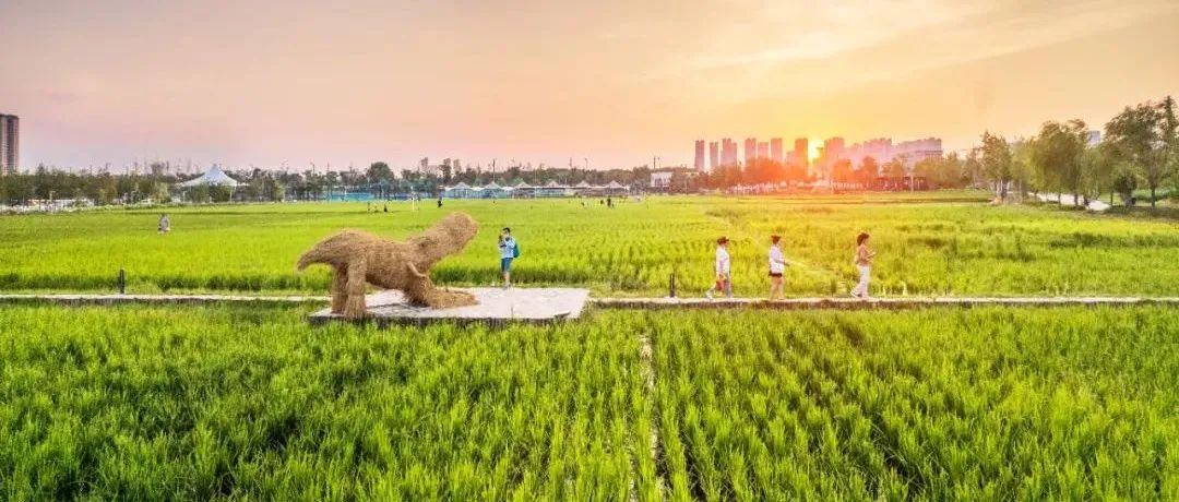 藏在都市的稻香公园，打造互动体验式都市农业景观 | 长安公园 · 稻香园
