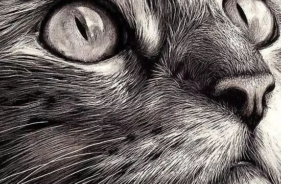 你敢不敢直视猫的眼睛？
