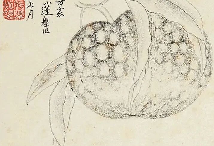 品画｜张槃《写生佳果册》：工细雅致，极富文人趣味