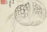 品画｜张槃《写生佳果册》：工细雅致，极富文人趣味