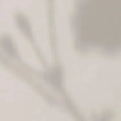BelongDecor | 品牌介绍