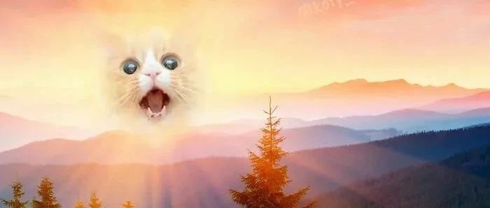 万物皆可变猫，她把猫脸P在各种动物身上，画面太“魔性”了