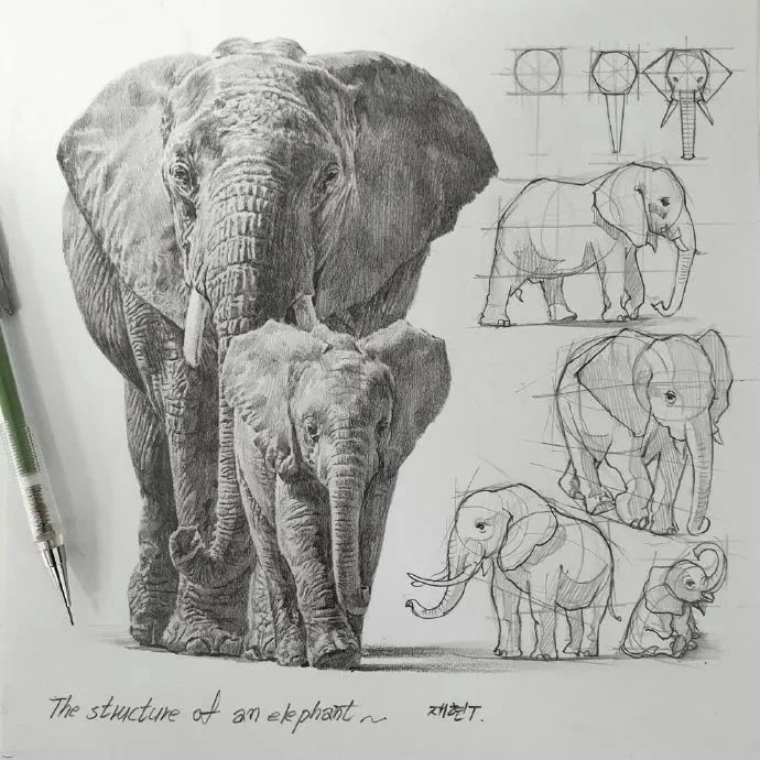 素描作品 | 各种动物的画法