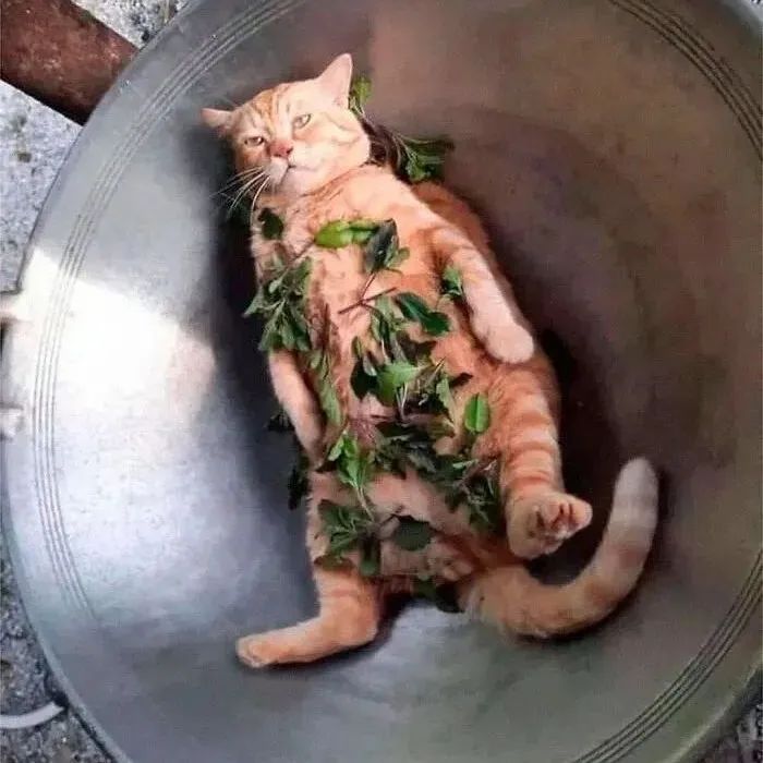 当猫也开始“摆烂”，这14幅趣味照片，会让你捧腹大笑