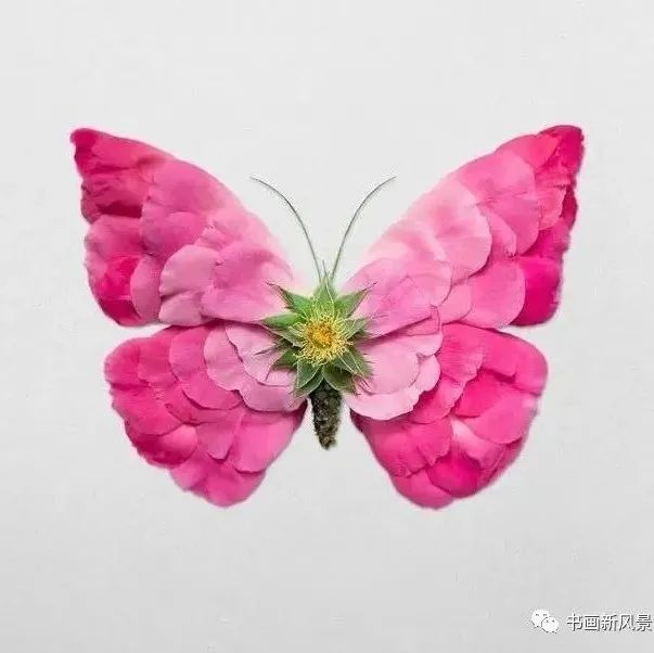 真正的“花”蝴蝶，太美了