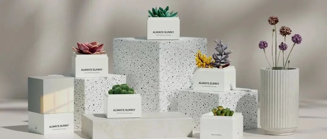 美国包装｜Always sunny 多肉植物礼品