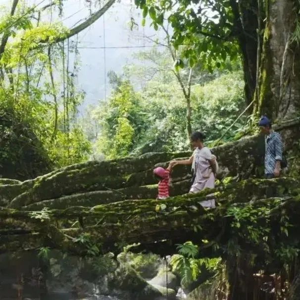 9.8分植物纪录片：BBC《绿色星球》，每一帧都惊艳