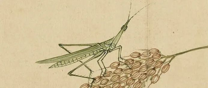 谁才是绘画界出镜率最高的草虫明星？