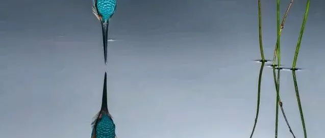 全球顶级鸟类摄影作品赏！