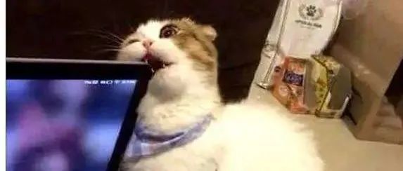 设计师养猫养狗最怕什么？咬屏幕，踩关机键？