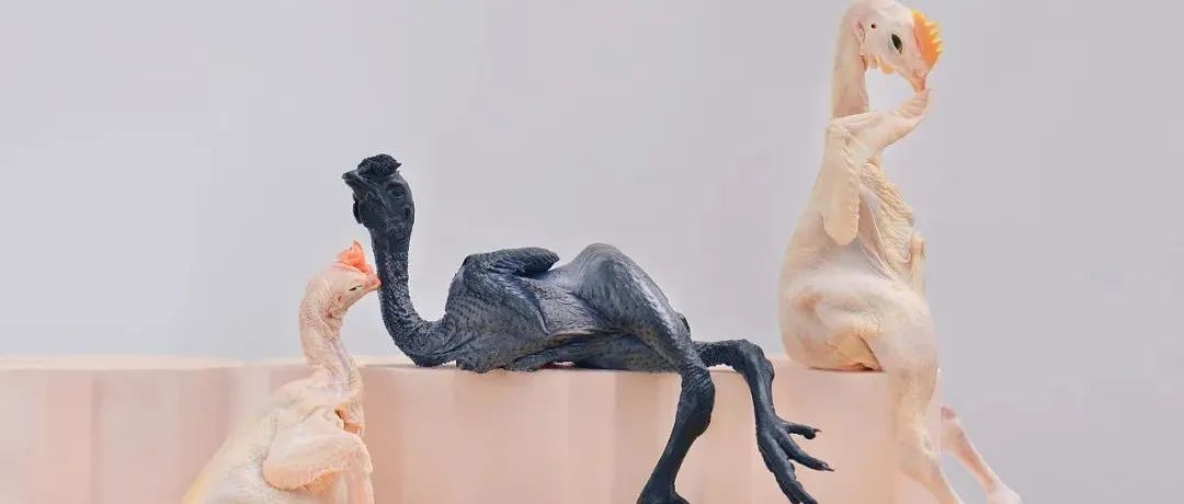 火爆外网的90后摄影师，一张“鸡”圈神图，获百万网友点赞：这是艺术品吧