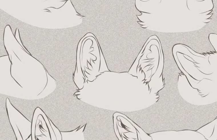 插画教程｜福瑞控狂喜~犬科动物的画法，包含耳朵、鼻子、手足、眼睛等！