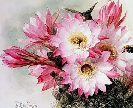 水彩花卉法国画家Paul de Longpre绘画作品欣赏