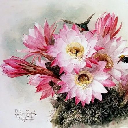 水彩花卉法国画家Paul de Longpre绘画作品欣赏