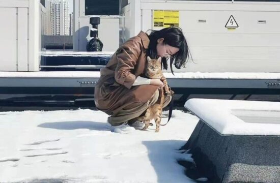 养猫还是养狗？来看看艺术家们的选择！