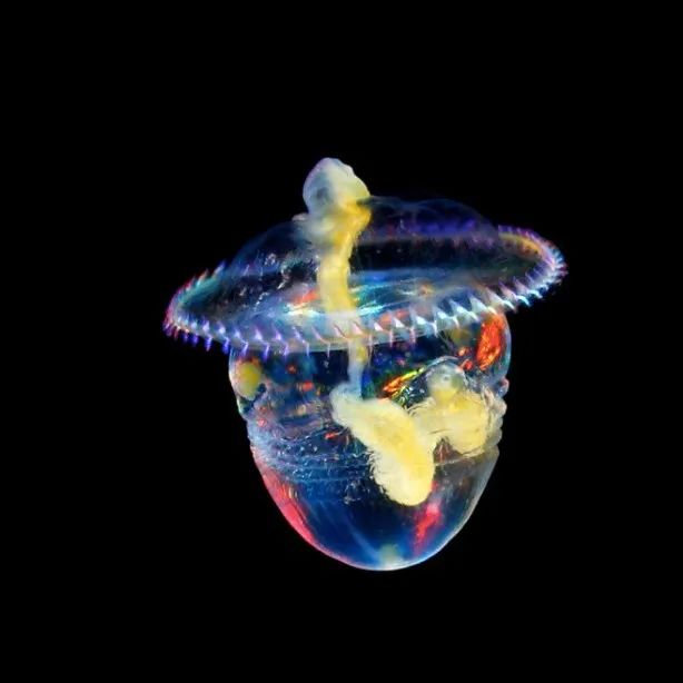 摄影师用30年时间，拍摄稀有的深海生物，老渔民都叫不上名来