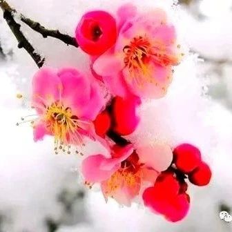十首咏梅诗词，首首无梅，却首首经典！