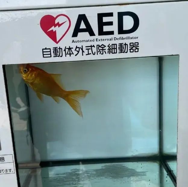 废弃小学也能被改造成水族馆？只有你想不到的！