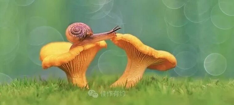 清新雅韵之作