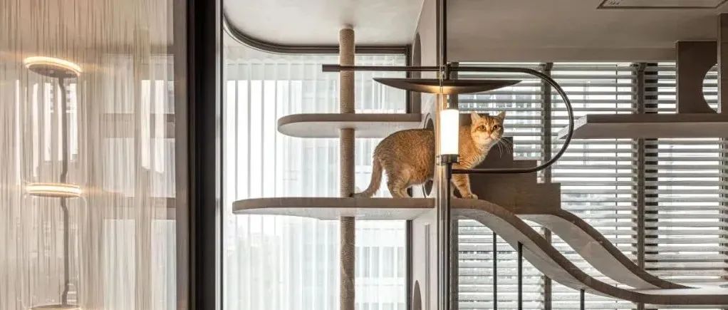 唐忠汉新作 / 台北绝美猫宅，“猫哥宅一生”