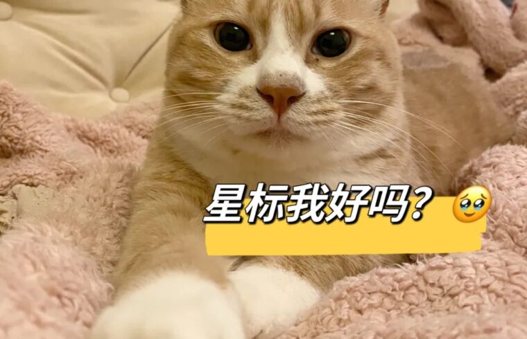 努力搞钱有多香？她在30+住进了130平的大house，一人一狗超幸福