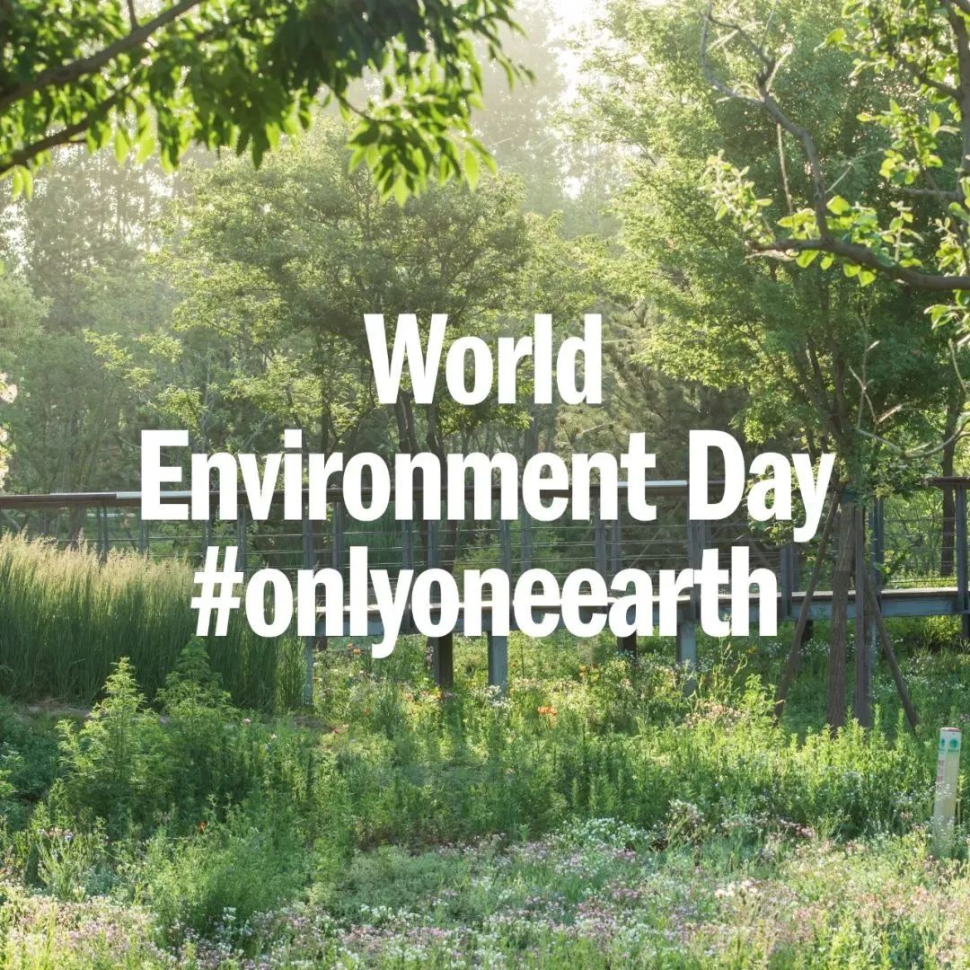 Celebrating World Environment Day
