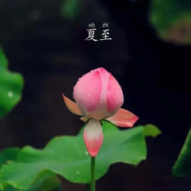 夏至。