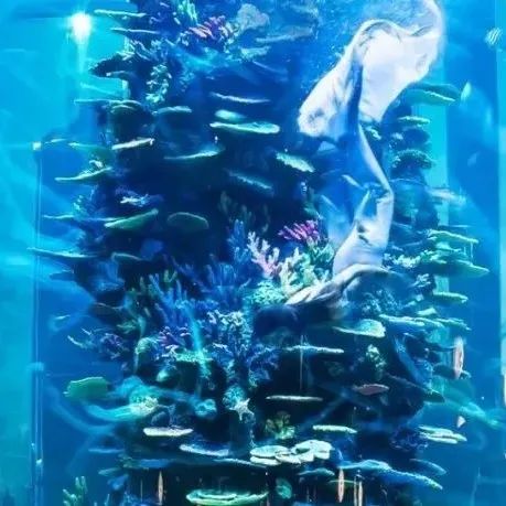 视频号丨曾建龙 × 旭辉地产售楼处：海底世界