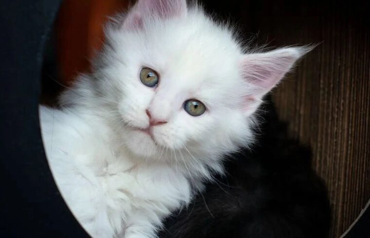 猫之茗