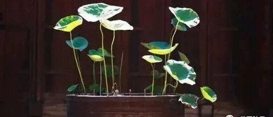 庭院有水缸，家中财气旺。