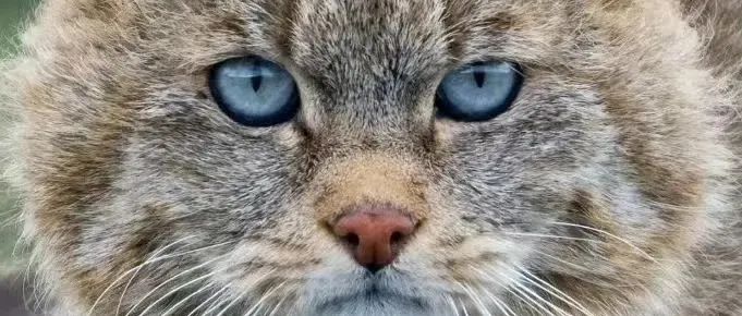 中国这13种猫猫，一种都不能少！
