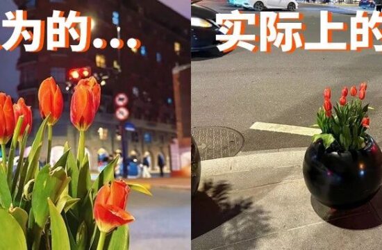 小红书大型“诈骗”现场：武康路郁金香开了