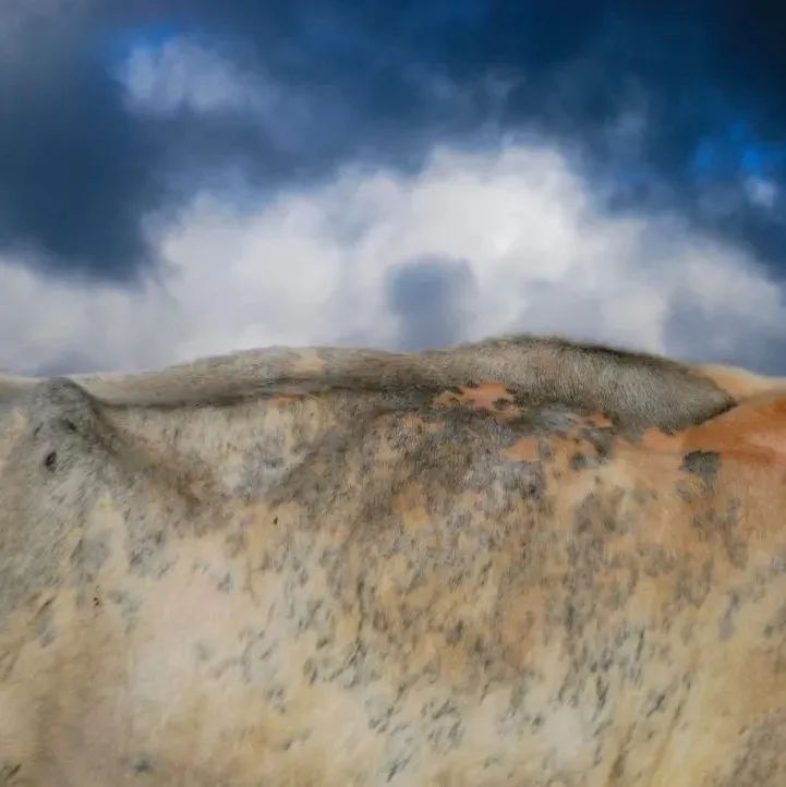 摄影师把牛背拍成了风景大片，网友：角度刁钻，不可思议