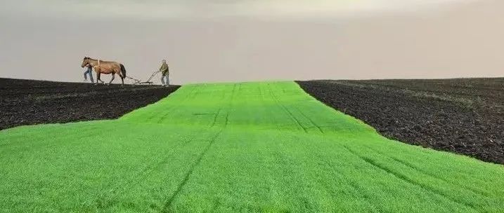 罗马尼亚概念摄影：惊艳之花