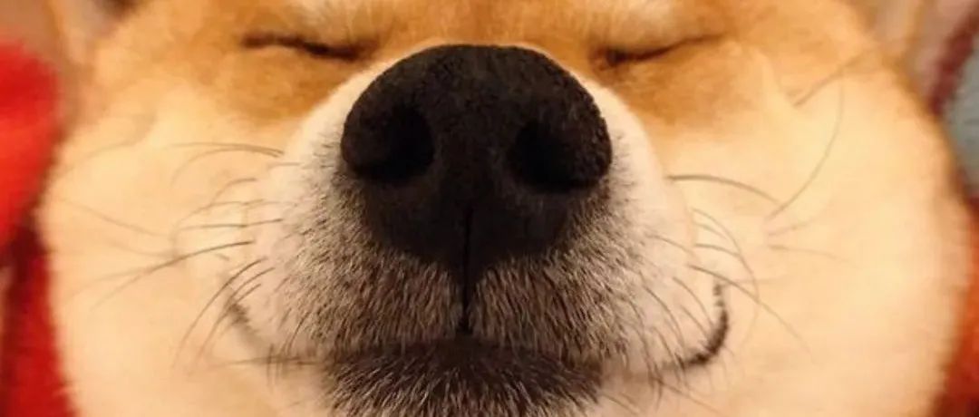 如何凭借一只柴犬，月入3万？