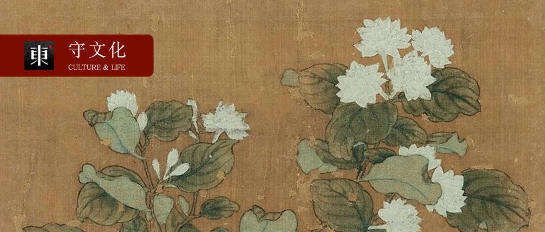 这朵西域奇花，为什么是人间第一香？