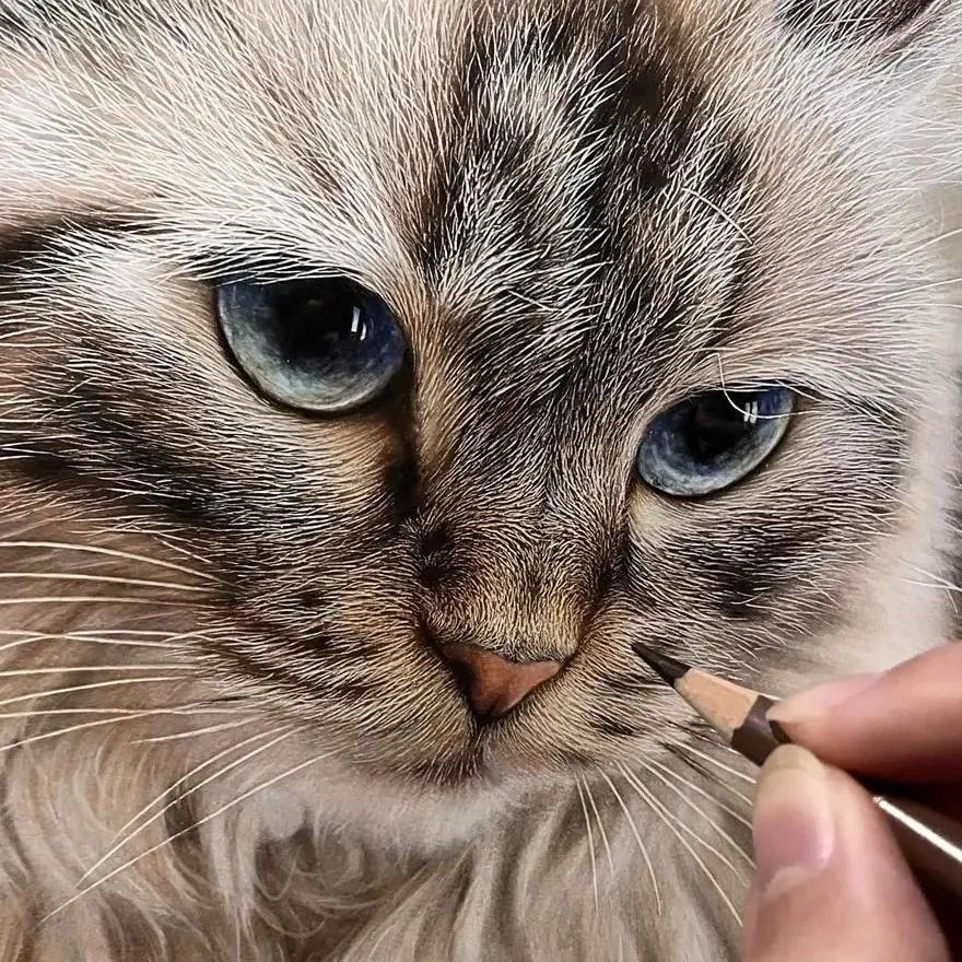 他是职业的画猫人，用彩色铅笔给猫“拍照”，画作碾压任何相机