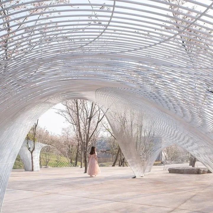 无界剧场：漫步樱花林，坐观四时景