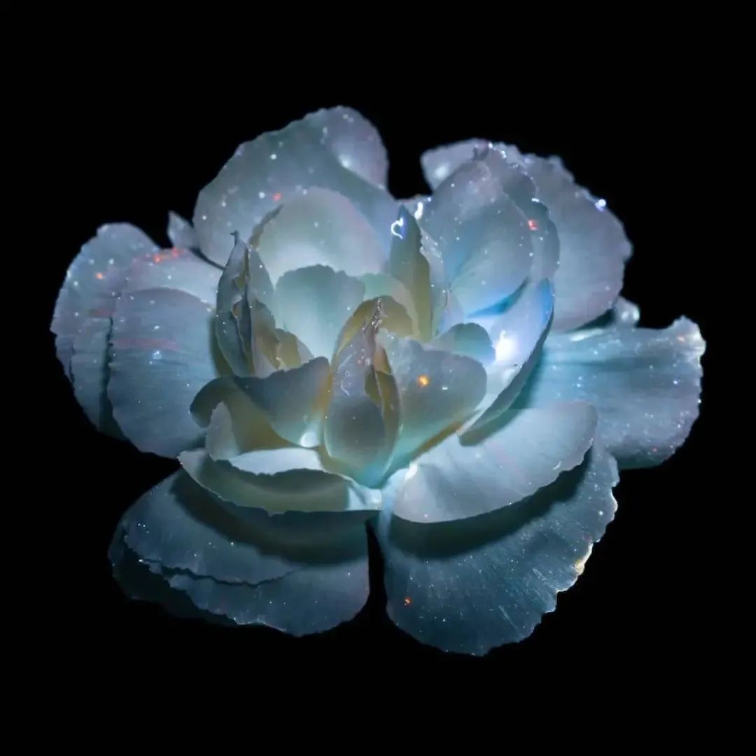 加入一点光源，她让人们看到了花朵的隐藏之美，美到耀眼