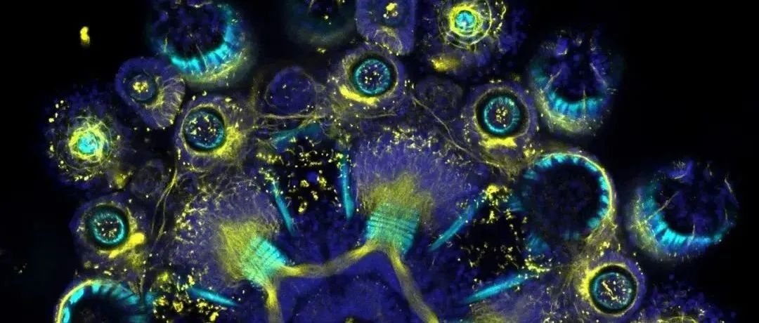 不怕科学家搞学术，就怕他们搞艺术，拍摄的艺术摄影美绝了