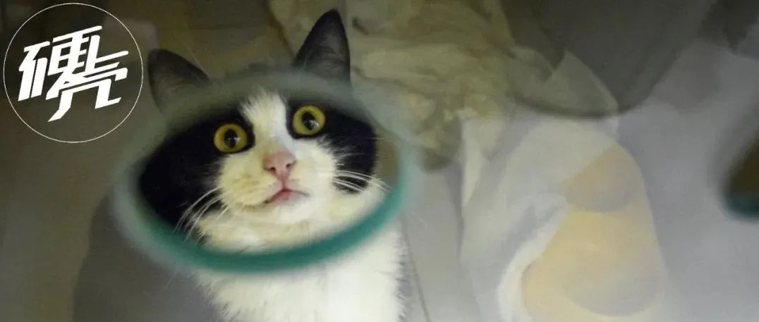 猫狗一生病，花钱比我多