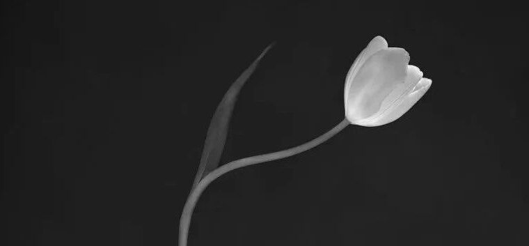 一花独秀
