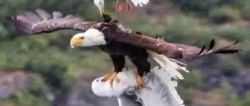 太厉害了！怎么抓拍到如此精彩的瞬间！大开眼界！