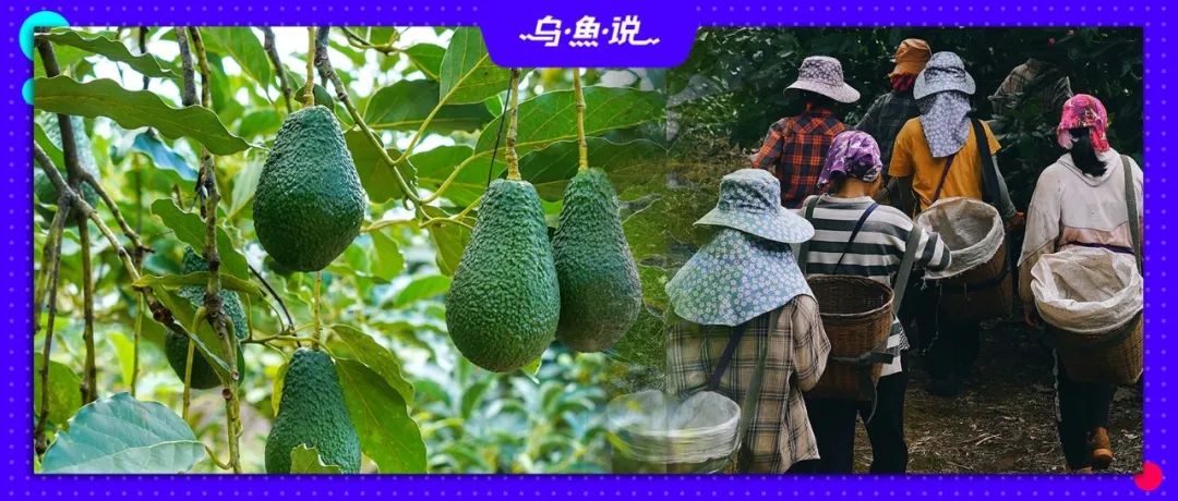 打造中国牛油果超级符号，让大山里的农产品走出去！